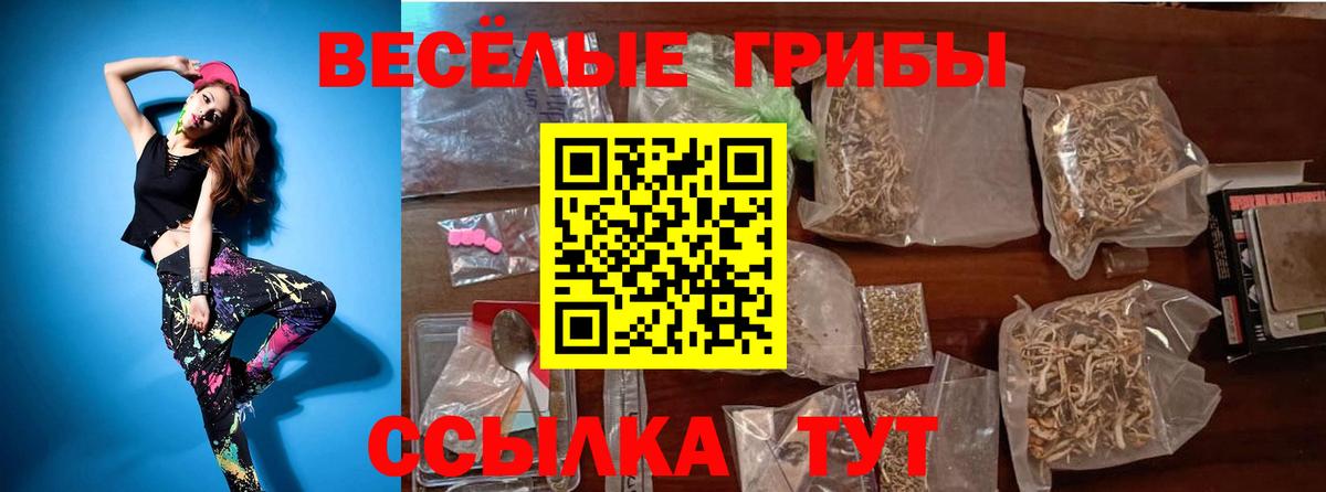 Псилоцибиновые грибы Psilocybe Киселёвск